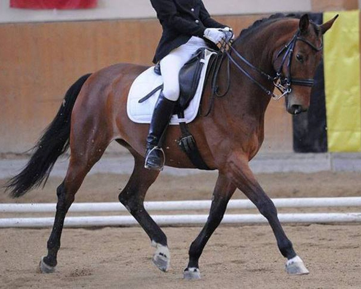 horse Loona 50 (Hessian Warmblood, 2001, from Logarithmus)