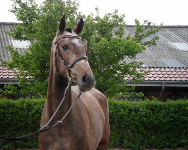 jumper Casall's Lady (Holsteiner, 2008, from Casall)