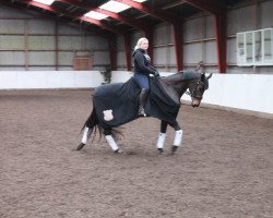 Pferd Celina E (Trakehner,  , von Hercules)