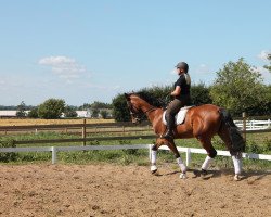 horse Carat V (Danish Warmblood,  )