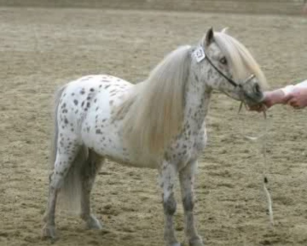 stallion Wantsley Sparks (British Spotted Pony, 1993, from Wantsley Ariel)