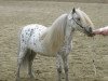 stallion Wantsley Sparks (British Spotted Pony, 1993, from Wantsley Ariel)