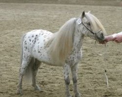 Deckhengst Wantsley Sparks (British Spotted Pony, 1993, von Wantsley Ariel)