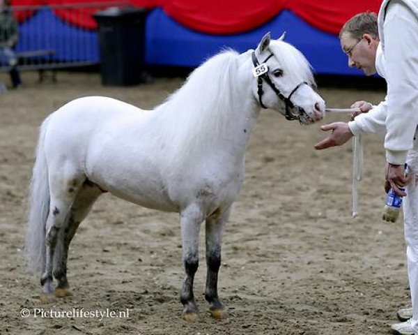 stallion Orion van Stal Ciroshet (Nederlands Appaloosa Pony, 1999, from Wantsley Sparks)