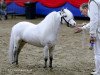 Deckhengst Orion van Stal Ciroshet (Nederlands Appaloosa Pony, 1999, von Wantsley Sparks)