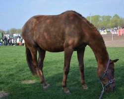 horse Belle's Hope xx (Thoroughbred, 2010, from Fair Le Beau xx)