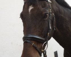 horse Landboy 5 (Brandenburg, 1993, from Landesfürst)