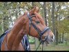 dressage horse Sunny Boy 342 (Westphalian, 2006, from Sandro Classic)