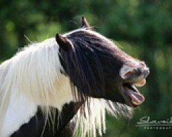 Deckhengst Merlin Lord of Bandon (Tinker / Irish Cob / Gypsy Vanner, 1998, von Unbekannt Tinker)