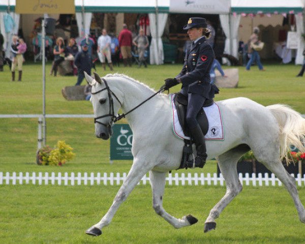 Pferd Borough Pennyz (Anglo Europäisches Sportpferd, 2003, von Cevin Z)