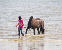 Springpferd Jette 77 (Friese, 2005)