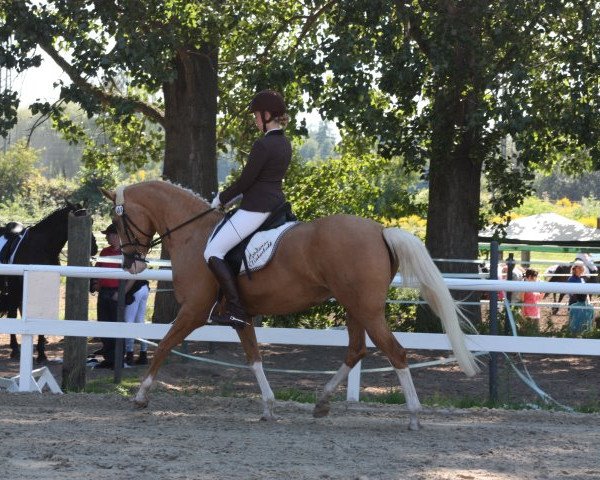 dressage horse Lordanos Tinker Bell (German Riding Pony, 2006, from Reitland's Lordanos Go for Gold)