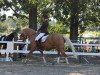 dressage horse Lordanos Tinker Bell (German Riding Pony, 2006, from Reitland's Lordanos Go for Gold)