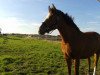 dressage horse Montanara (Rhinelander, 2010, from Moritz)