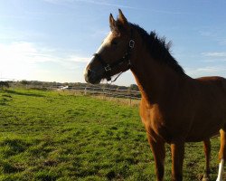 dressage horse Montanara (Rhinelander, 2010, from Moritz)