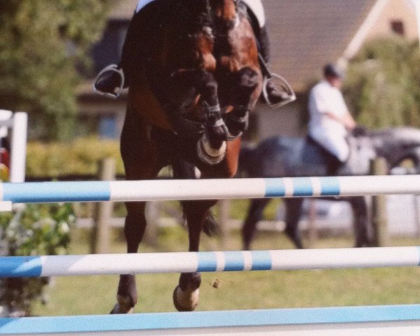 jumper Laci 2 (Hanoverian, 1997, from Laptop)