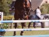 jumper Laci 2 (Hanoverian, 1997, from Laptop)