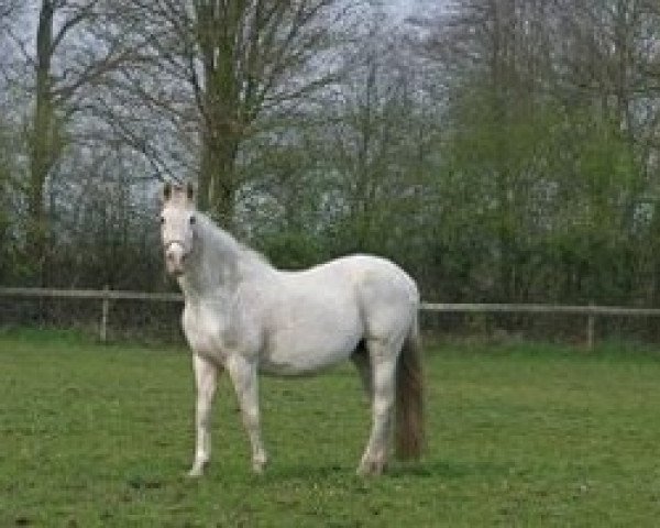 broodmare Erina (KWPN (Royal Dutch Sporthorse), 1986, from Armstrong)