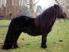 Deckhengst Gresini v.d. Veldhoeve (Shetland Pony, 1992, von Tyfoon van de Kozakkenhoeve)