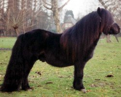 Deckhengst Gresini v.d. Veldhoeve (Shetland Pony, 1992, von Tyfoon van de Kozakkenhoeve)