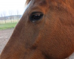 broodmare Skarlett (Sachse, 1996, from Sanssouci)