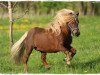 Deckhengst Bonito (Shetland Pony, 1994, von Bob)