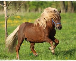 Deckhengst Bonito (Shetland Pony, 1994, von Bob)