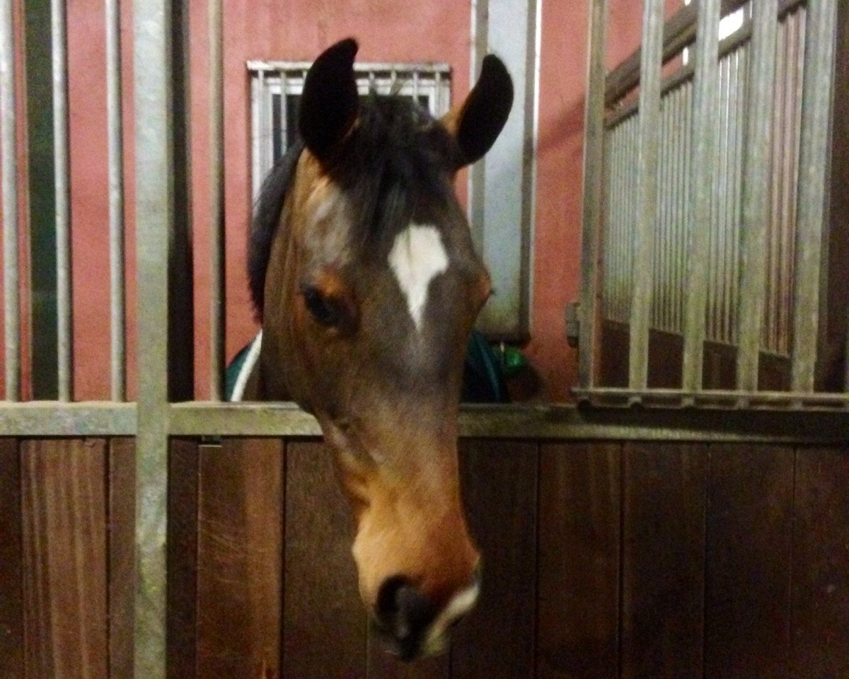 jumper Diluca (KWPN (Royal Dutch Sporthorse), 2008, from Ad Unaniem)
