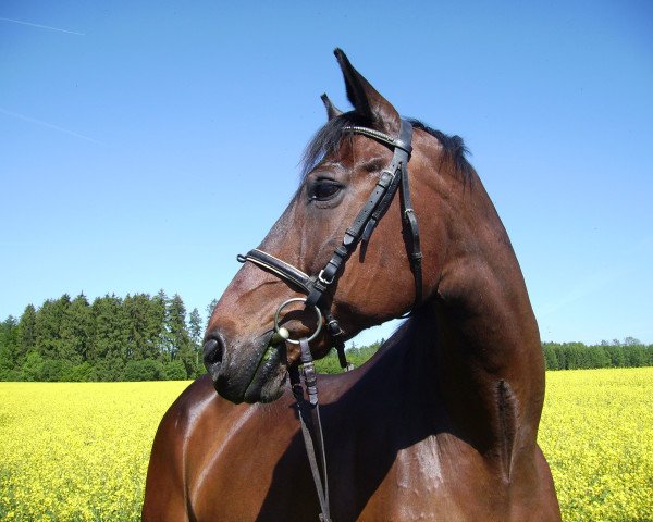 Pferd Will Power (Württemberger, 1991, von Willibald)