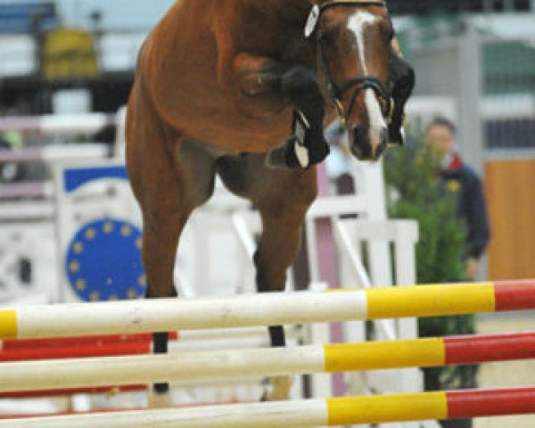 stallion Le Sauteur (Oldenburg, 2006, from Ludwig von Bayern 168 FIN)