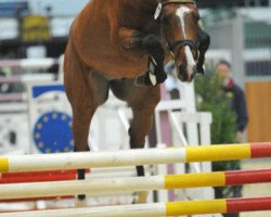 stallion Le Sauteur (Oldenburg, 2006, from Ludwig von Bayern 168 FIN)