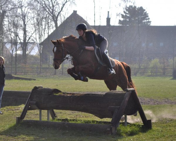 jumper Piet 49 (German Riding Pony, 2007, from Principal Boy)