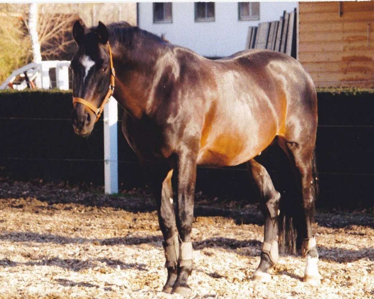 Deckhengst Roche J (Bayer, 1994, von Romanoff J)