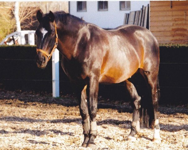 stallion Roche J (Bavarian, 1994, from Romanoff J)