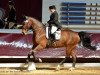 dressage horse Cubano 4 (Hanoverian, 2001, from Chasseur I)