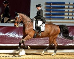 dressage horse Cubano 4 (Hanoverian, 2001, from Chasseur I)