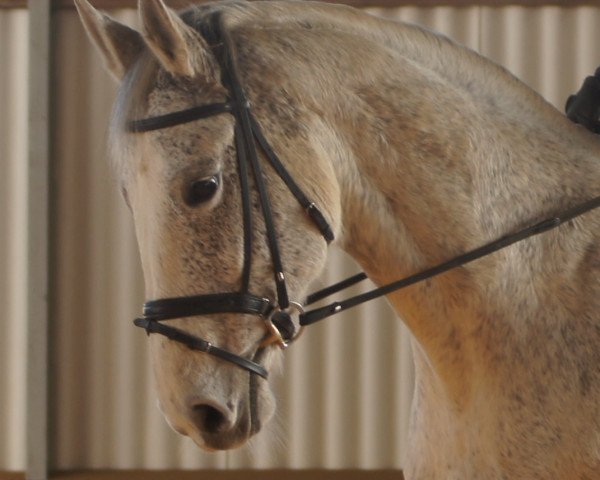 horse Latina Love (Hessian Warmblood, 2001, from Lacato)