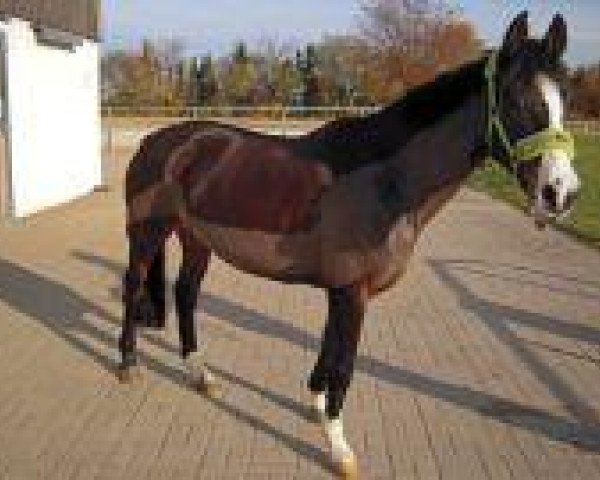 broodmare Nice Girl (German Riding Pony, 2001, from Notre Beau)
