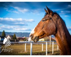 horse Copino Mio (Oldenburg, 1998, from Condor M)