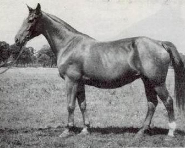 Zuchtstute Scholastyka (Polnisches Warmblut, 1945, von Hidalgo 1147)