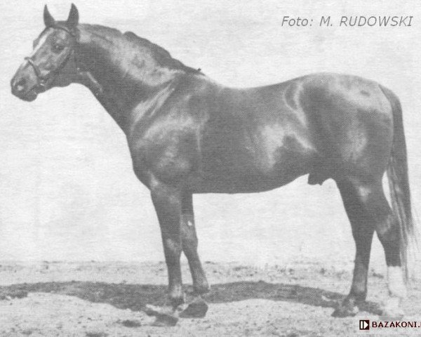 stallion Grossvisier (Trakehner, 1940, from Garant)