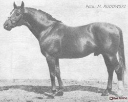 stallion Grossvisier (Trakehner, 1940, from Garant)