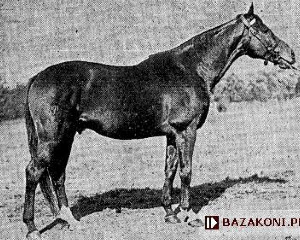 stallion Orientale xx (Thoroughbred, 1944, from Birikil xx)