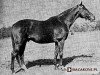 stallion Orientale xx (Thoroughbred, 1944, from Birikil xx)