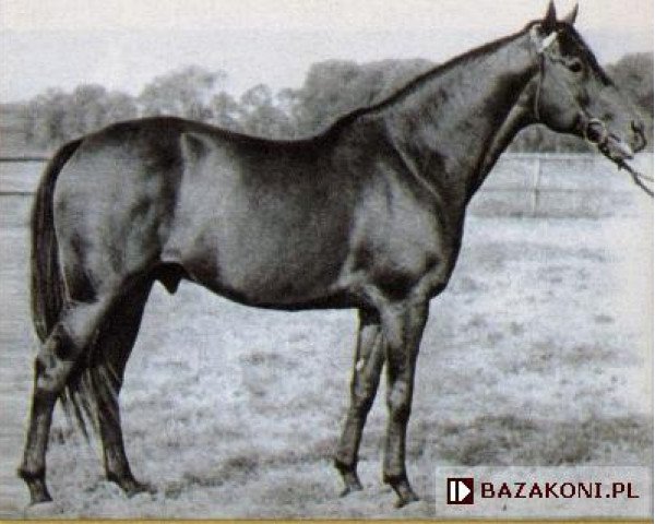 stallion Marten AA (Anglo-Arabs, 1952, from Orientale xx)