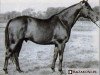 stallion Marten AA (Anglo-Arabs, 1952, from Orientale xx)