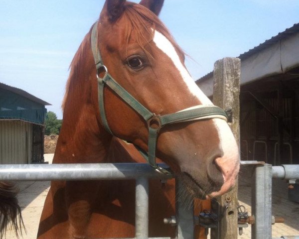 jumper Kaiser Karl (German Sport Horse, 2004, from Kaiserwind)