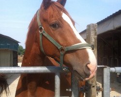 jumper Kaiser Karl (German Sport Horse, 2004, from Kaiserwind)