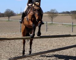 horse Pommery 62 (Bavarian, 2002, from Parforce)