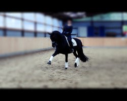 dressage horse Danby 4 (Hanoverian, 2003, from Don Cavallo)